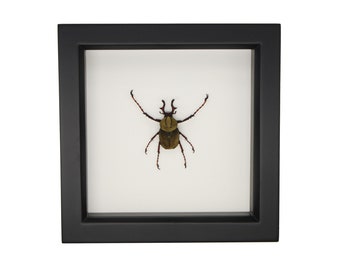 Real Framed Beetle Deer Horn Bug