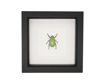 Framed American Scarab Beetle Chrysina beyeri 6x6 320