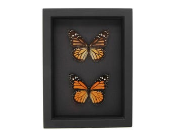 Real Framed Male and Female Monarch Butterfly UV Blocking Glass 6x8 Black Background Display