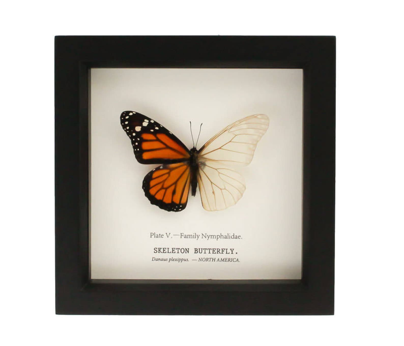 Real Monarch Butterfly Skeleton Science Oddity Curiosity - Etsy