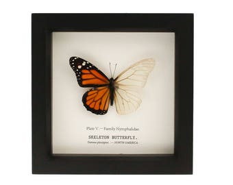 Real Monarch Butterfly Skeleton Science Oddity Curiosity