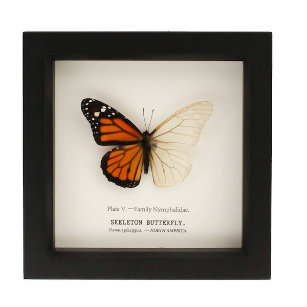 Real Monarch Butterfly Skeleton Science Oddity Curiosity