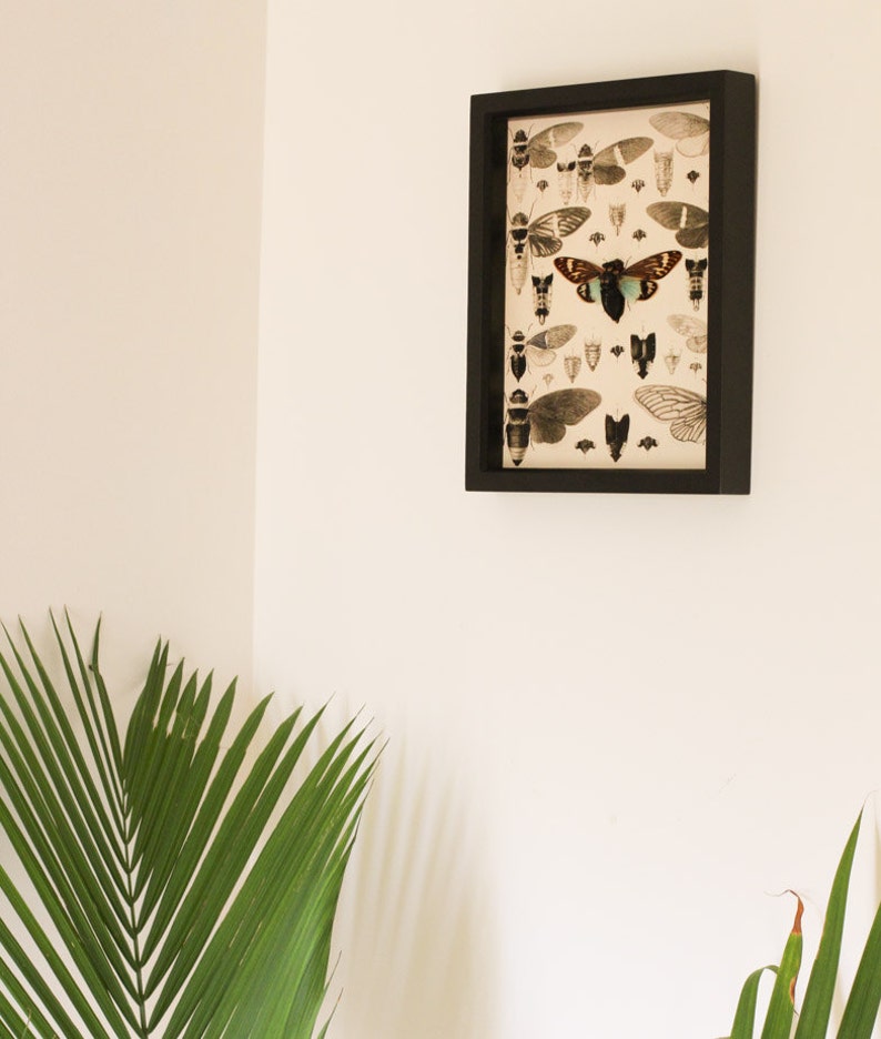 Insect Art Print Real Framed Cicada Display - Etsy