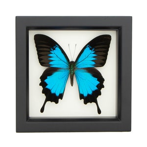 Real Butterfly Display Blue Mountain Butterfly 6x6