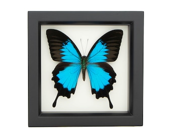 Real Butterfly Display Blue Mountain Butterfly 6x6