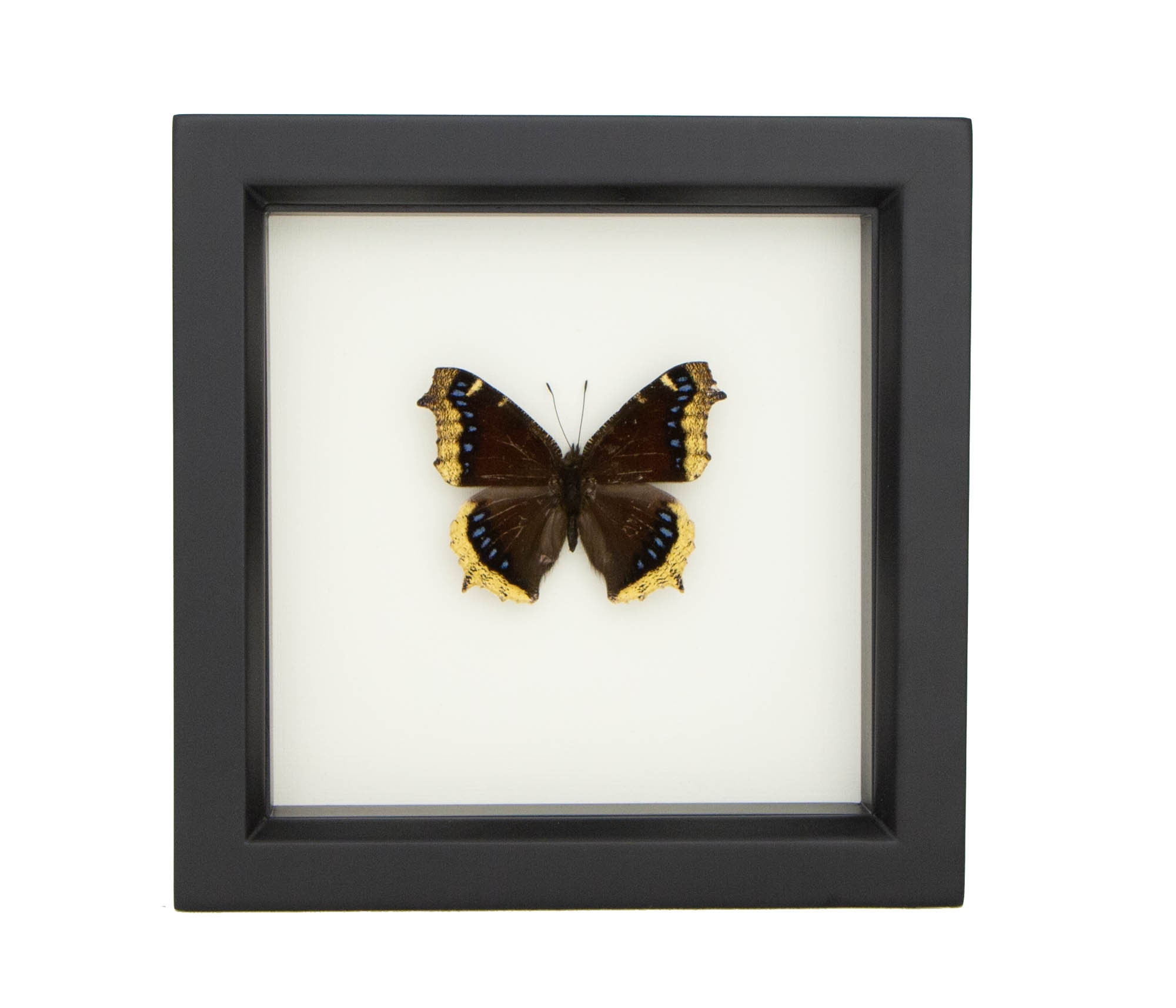 Butterfly Display Art Mourning Cloak Butterfly - Etsy