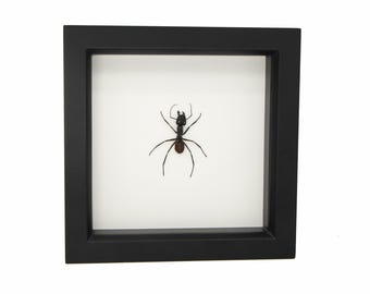 Framed Giant Forest Ant 6x6 UV Blocking Glass Display