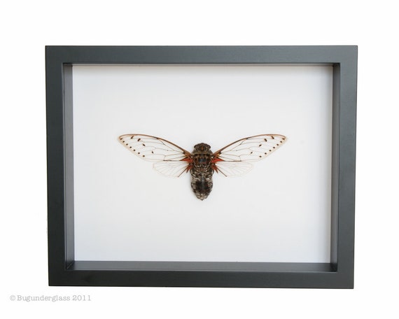 Real Framed Cicada World Largest species of Cicada - Etsy 日本