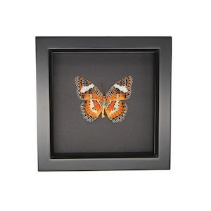 Framed Malay Lacewing Cethosia hypsea Black Background 6x6