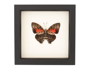 Real Framed Butterfly Display UV Blocking Glass Bug Under Glass