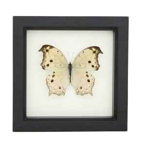 Nature Wall Art, Framed Butterfly Mother of Pearl, Brown Frame SALAMIS PARHASSUS image 1