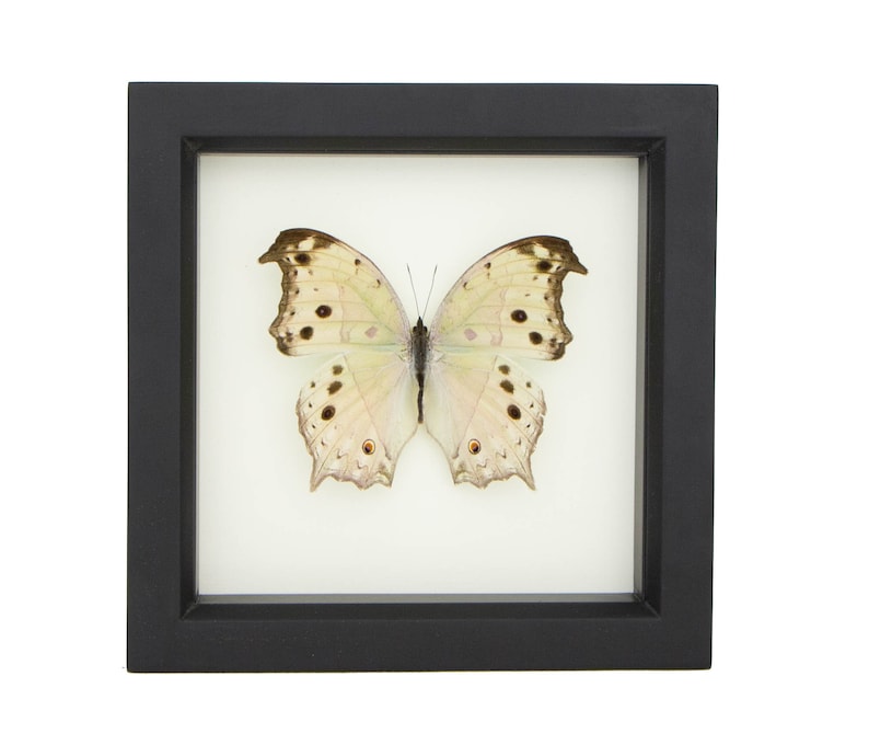 Nature Wall Art, Framed Butterfly Mother of Pearl, Brown Frame SALAMIS PARHASSUS image 1