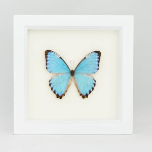May include: A framed specimen of a bright blue Morpho butterfly with dark brown wing edges and white spots, displayed inside a square white wooden frame against a cream-colored background, creating a clear and centered presentation of the insect.