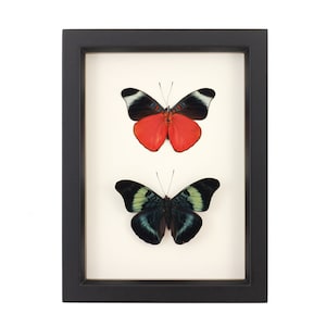 Mounted Butterfly Red Flasher PANACEA PROLA