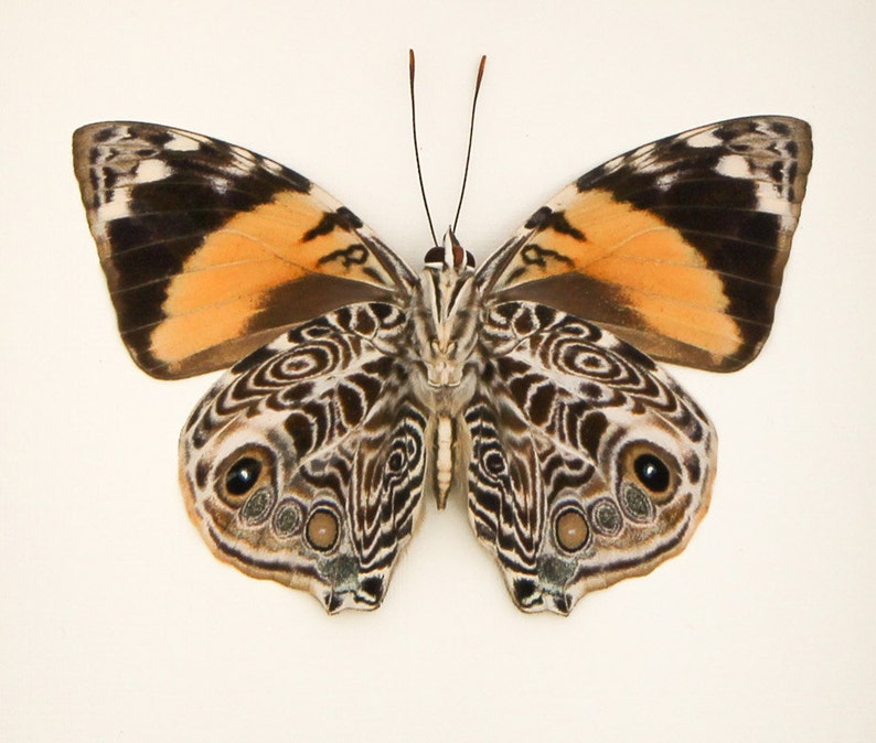 Real Framed Butterfly Taxidermy Display F1562 Etsy