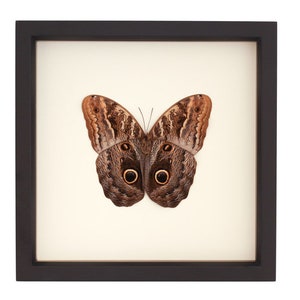 Framed Brown Owl Butterfly Insect Shadowbox Display 9x9