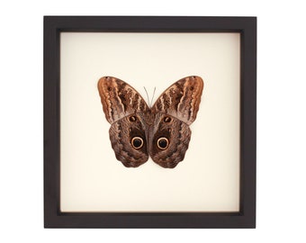 Framed Brown Owl Butterfly Insect Shadowbox Display