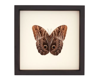 Framed Brown Owl Butterfly Insect Shadowbox Display 9x9