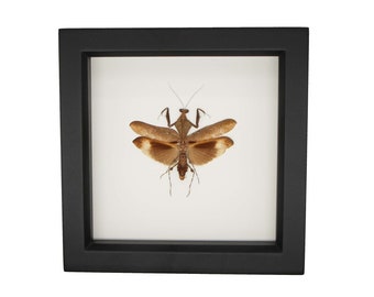 Real Framed Giant Dead Leaf Mantid Insect Taxidermy