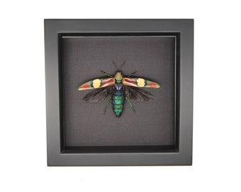 Framed Wall Display Wood Jewel Beetle Insect Art