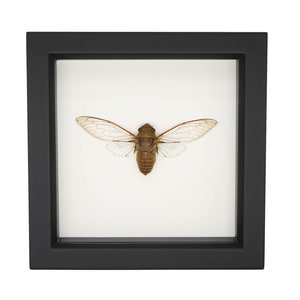 Real Framed Cicada Macrosemia tonkiniana 6x6 Display UV Blocking Glass