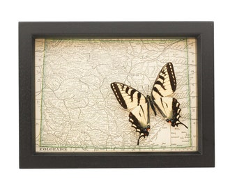 Framed Map Colorado Antique with real butterfly