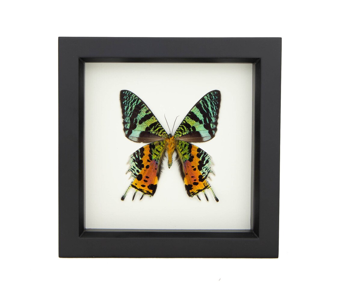 Sunset Moth Real Framed Moth Taxidermy | Etsy