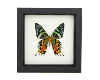 Sunset Moth Real Framed Moth Taxidermy