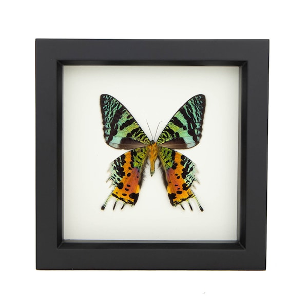 Sunset Moth Real Framed Moth Taxidermy