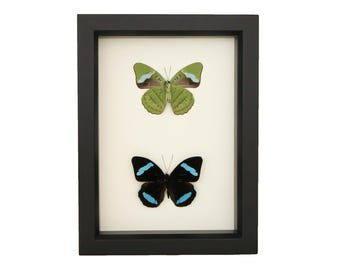 Colección de mariposas Olivewing. Ejemplares. Anverso y reverso. Cristal con protección UV de 6x8 pulgadas.