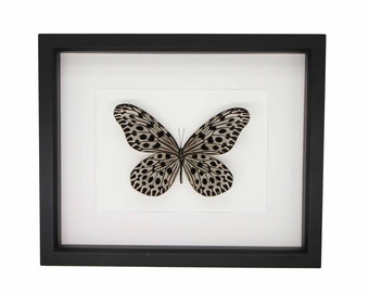 Framed Malaysian Giant Tree Nymph Butterfly 9×11