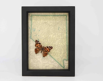 Framed Map of Nevada with Real Native Butterfly 6x8 with UV Blocking Glass