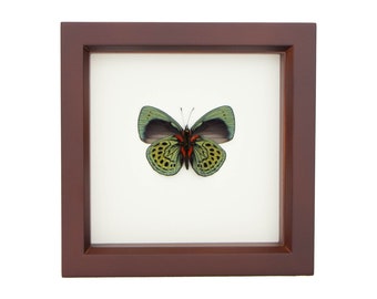 Real Framed Charles Darwin Butterfly Callithea philotima 6x6 frame UV Blocking Glass