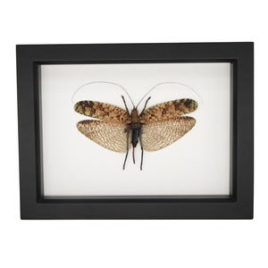 May include: A framed insect specimen with a black frame. The insect has patterned brown and tan wings and a dark body. The wings are spread, showcasing their intricate details. The background is white, providing contrast.