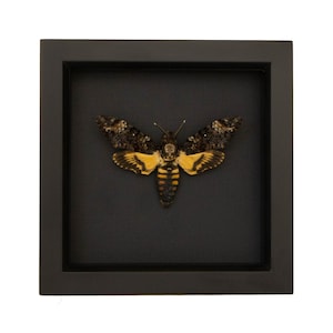 May include: A framed black and yellow Death's-head Hawkmoth specimen. The moth is displayed against a black background.