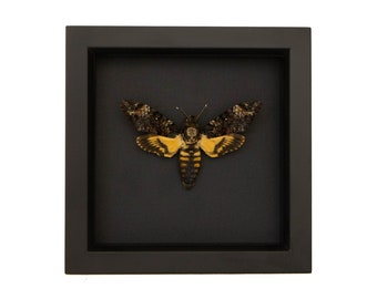Death Head Moth Taxidermy Shadowbox black background 6x6 frame
