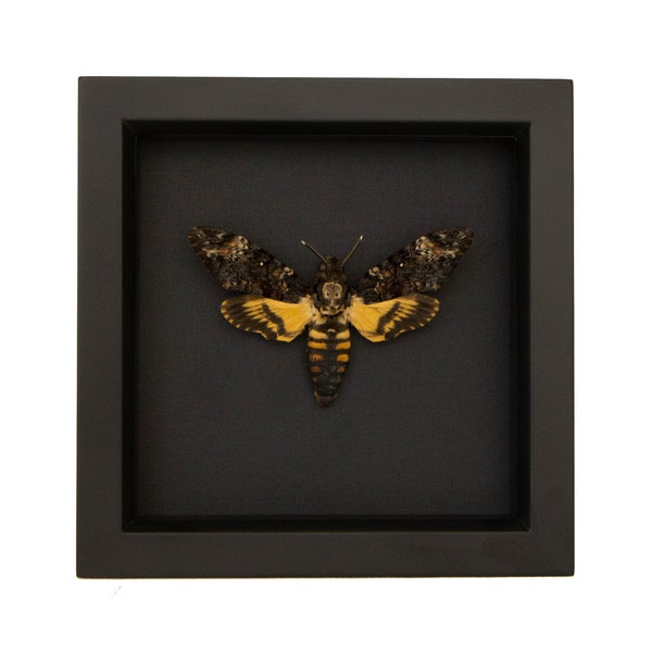 Death Head Moth Taxidermy Shadowbox black background 6x6 frame UV Blocking Glass