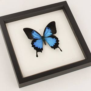 Blue Mountain Framed Butterfly Archival Museum Display 9x9 image 2