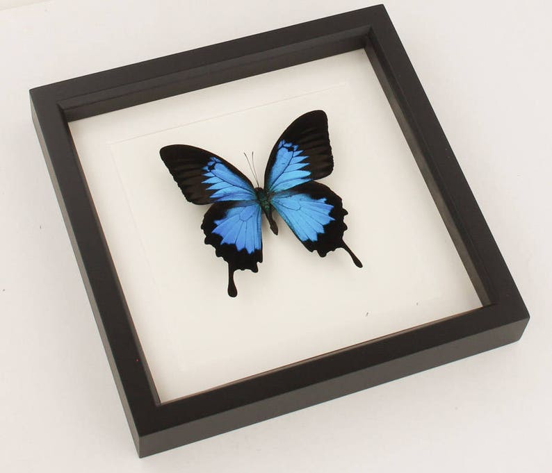 Blue Mountain Framed Butterfly Archival Museum Display 9x9 image 2