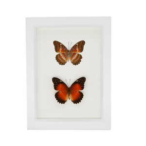 May include: A white frame with two butterflies mounted inside. The top butterfly has brown and orange wings with white markings. The bottom butterfly has orange and black wings.