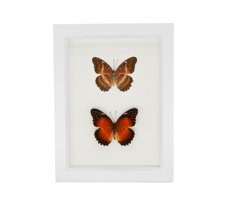 May include: A white frame with two butterflies mounted inside. The top butterfly has brown and orange wings with white markings. The bottom butterfly has orange and black wings.