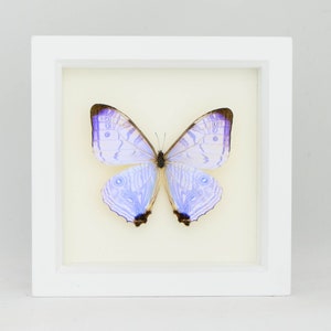 Real Blue Morpho Pearl SULKOWSKI framed butterfly display 6x6 image 3