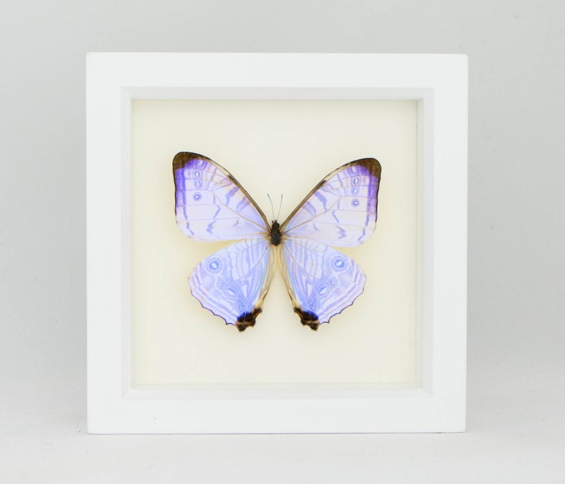 Real Blue Morpho Pearl SULKOWSKI framed butterfly display 6x6 image 3