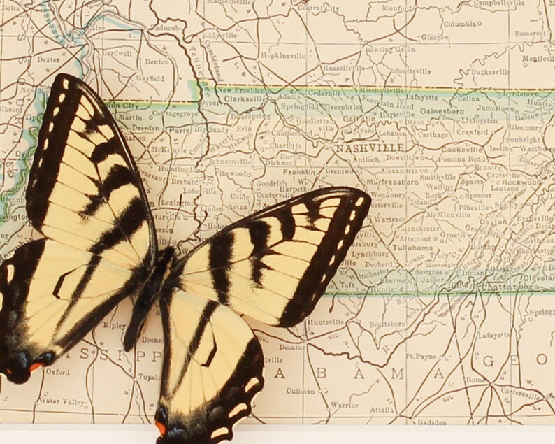 Vintage Framed Map of Tennessee with Real Tiger Swallowtail Butterfly image 2