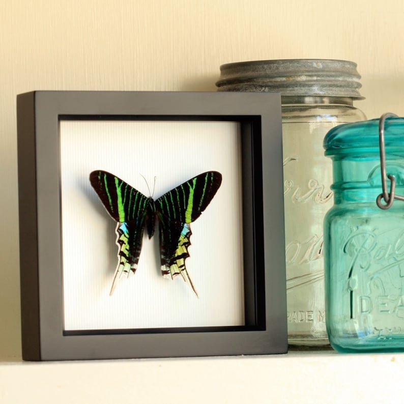 Urania Swallowtail Mounted Moth Framed Insect Display image 1