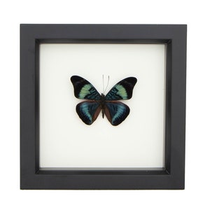 Mounted Butterfly Shadowbox Red Flasher Display 6x6