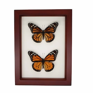 Framed Monarch Male and Female Shadowbox Butterfly Display 6x8 Walnut Frame