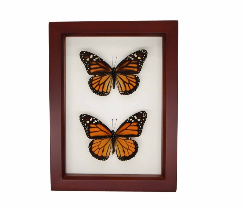 Framed Monarch Male and Female Shadowbox Butterfly Display 6x8 Walnut Frame