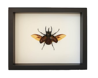 Framed Atlas Beetle Shadowbox Insect Chalcosoma atlas