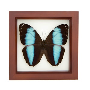 May include: A framed butterfly specimen with blue and black wings. The butterfly is mounted on a white background and framed in a dark wood frame.